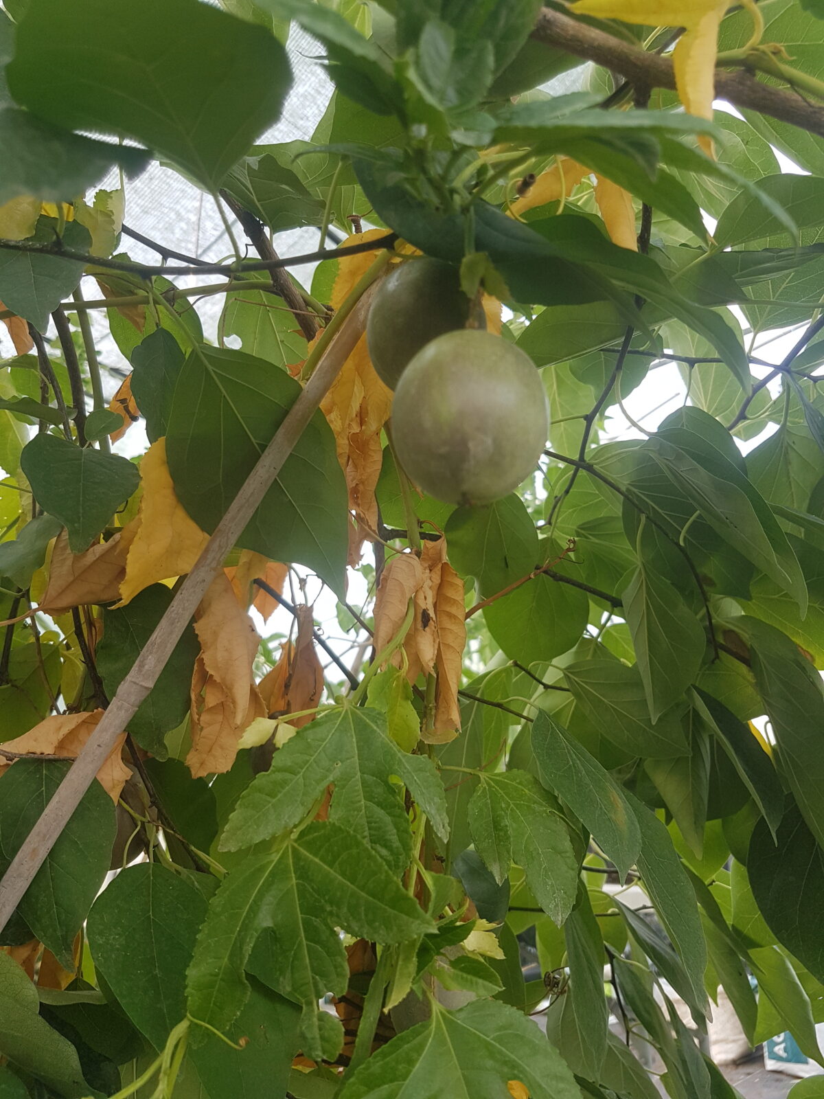 Fruit de la passion en train de mûrir (© Pépinière Med)