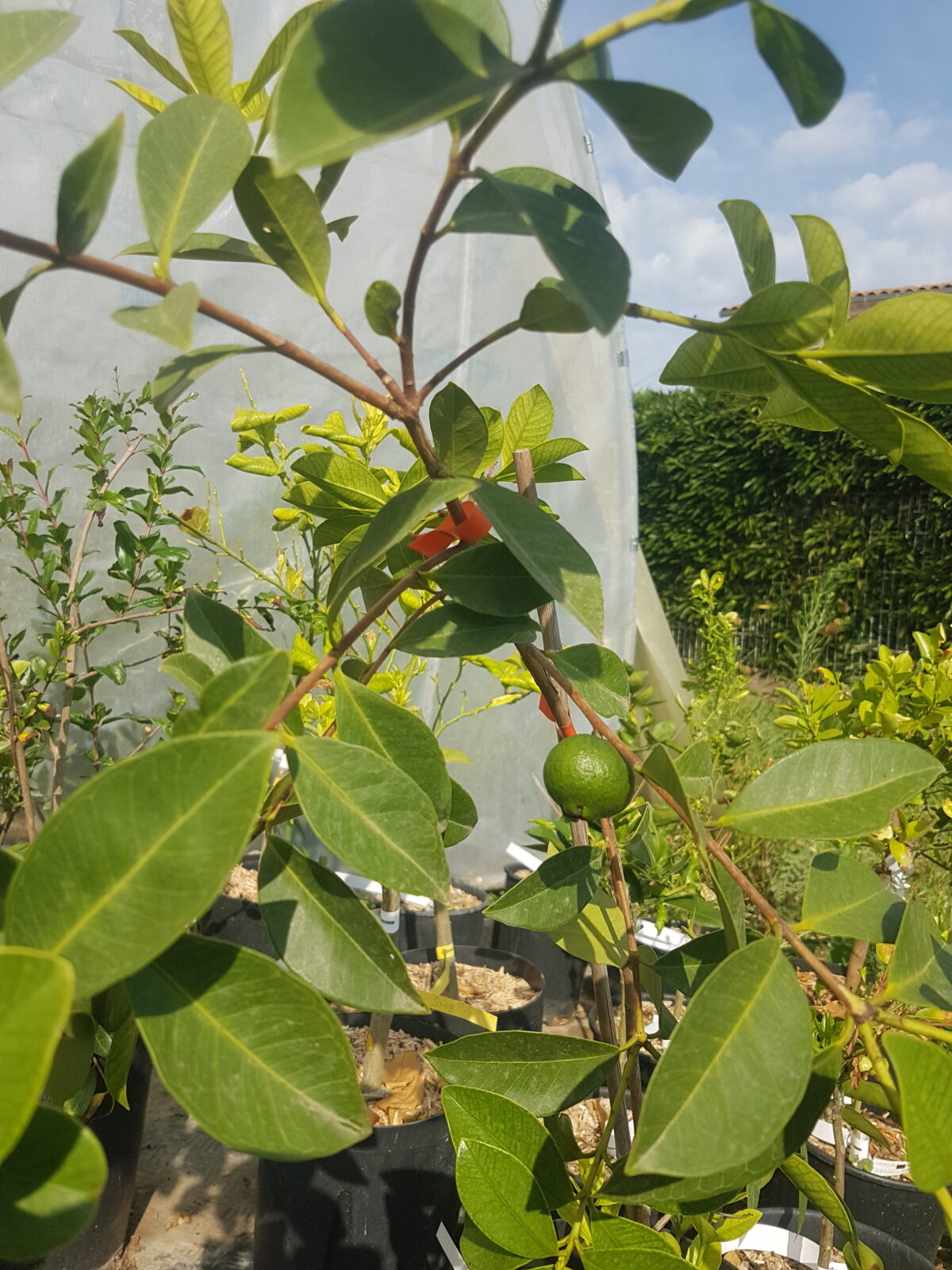 Goyave-fraise (psidium cattleianum) (© Pépinière Med)