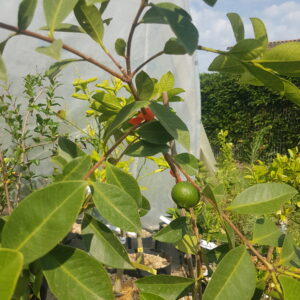 Goyave-fraise (psidium cattleianum) (© Pépinière Med)