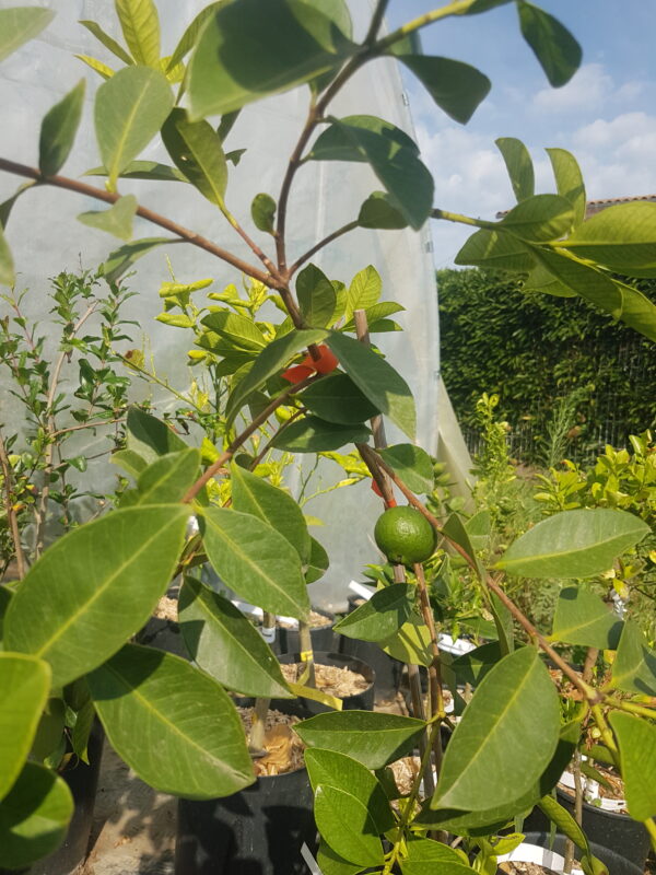 Goyave-fraise (psidium cattleianum) (© Pépinière Med)