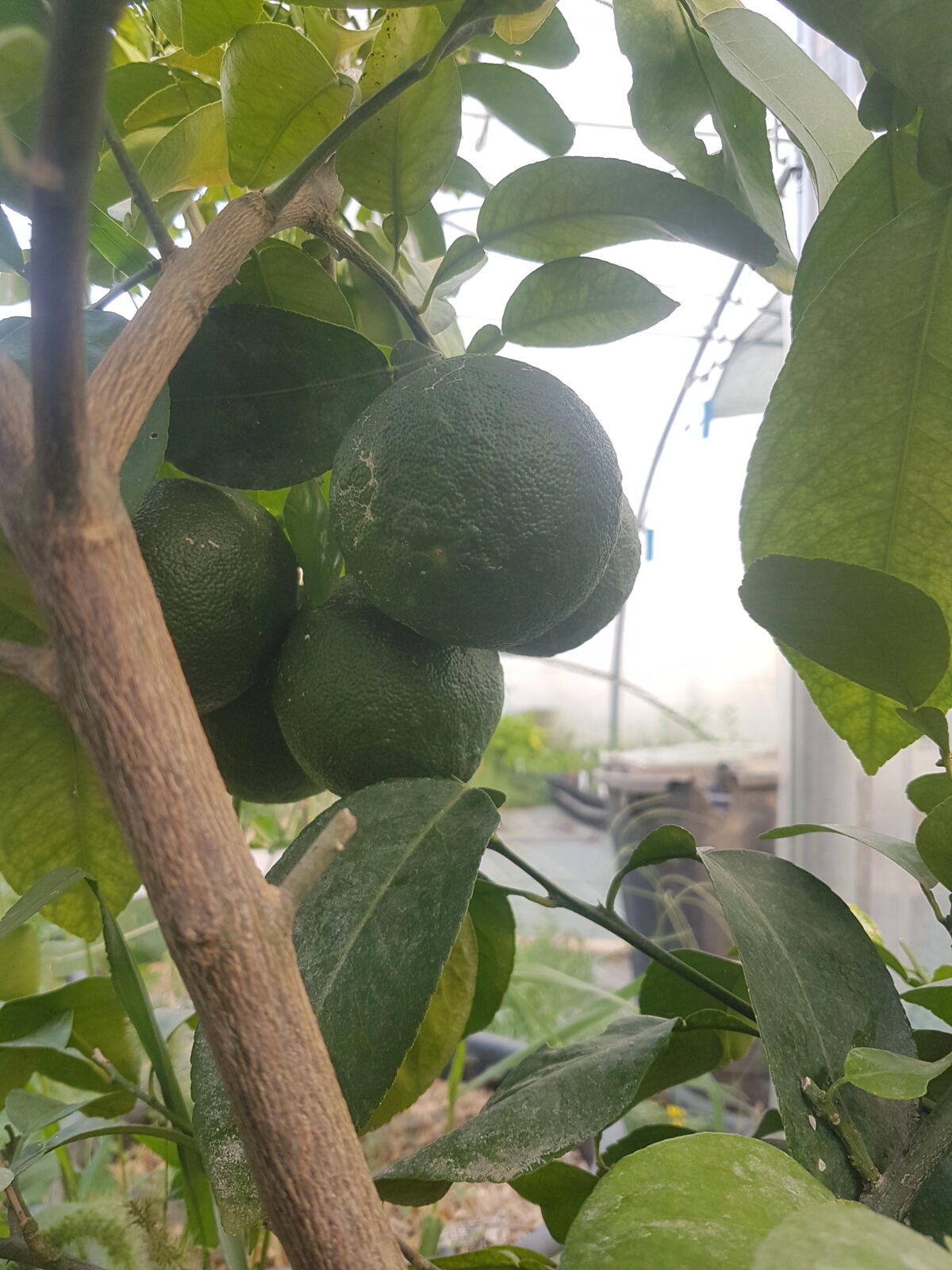 Grappe d'Ichang lemon(© Pépinière Med)