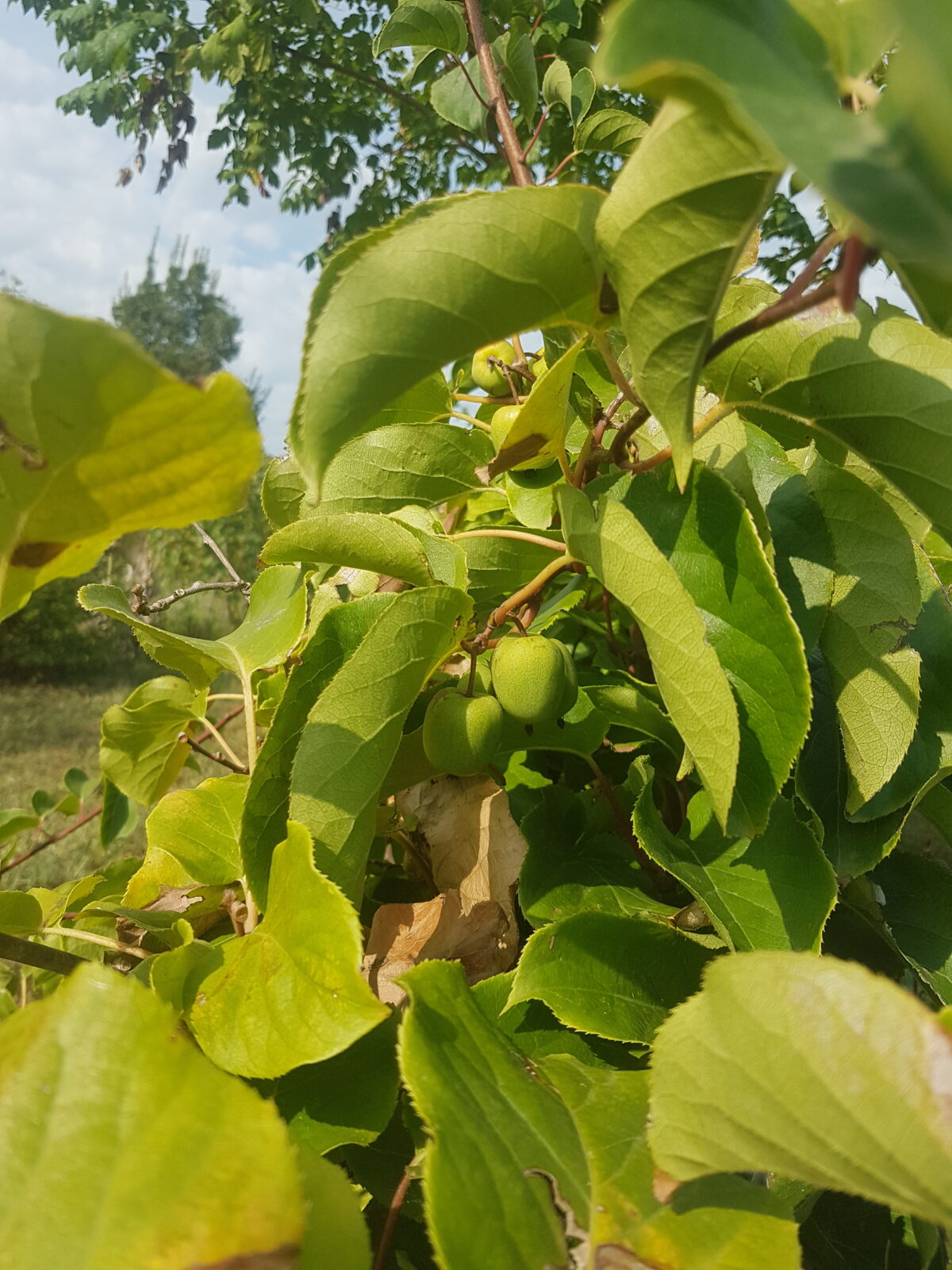 Fruit de Kiwaï Issaï (© Pépinière Med)