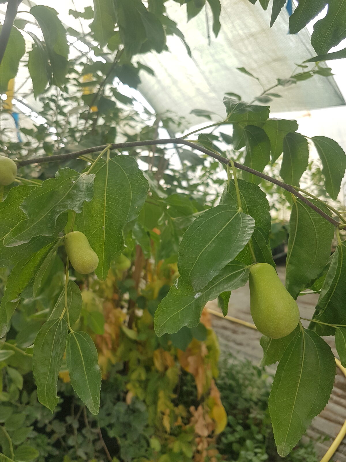 Jujube lang (© Pépinière Med)
