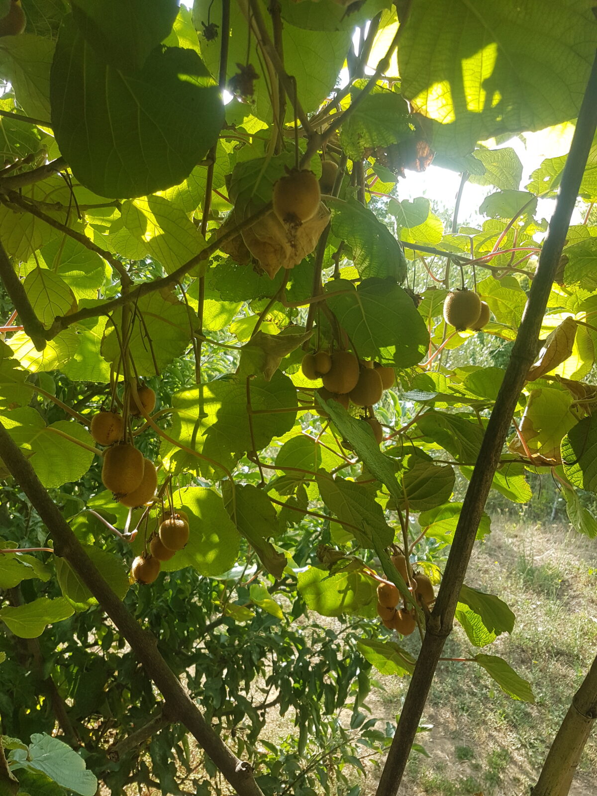 Kiwi hayward (© Pépinière Med)
