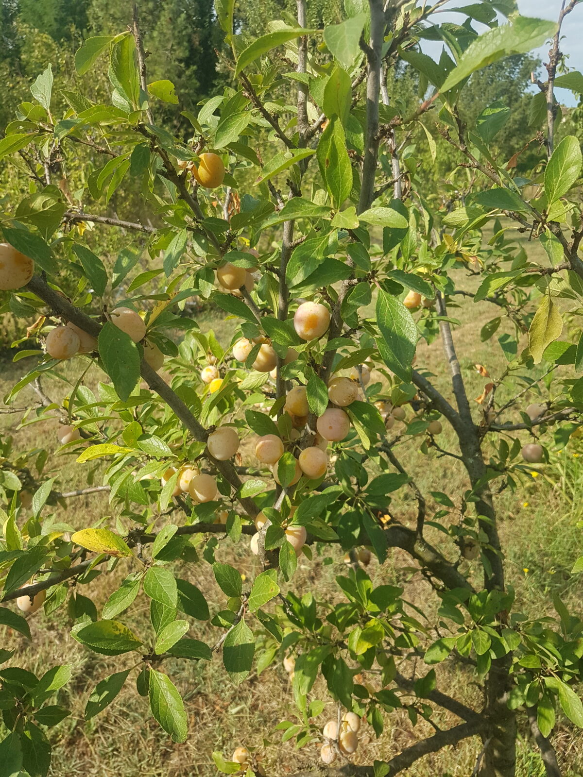 Mirabelle (© Pépinière Med)