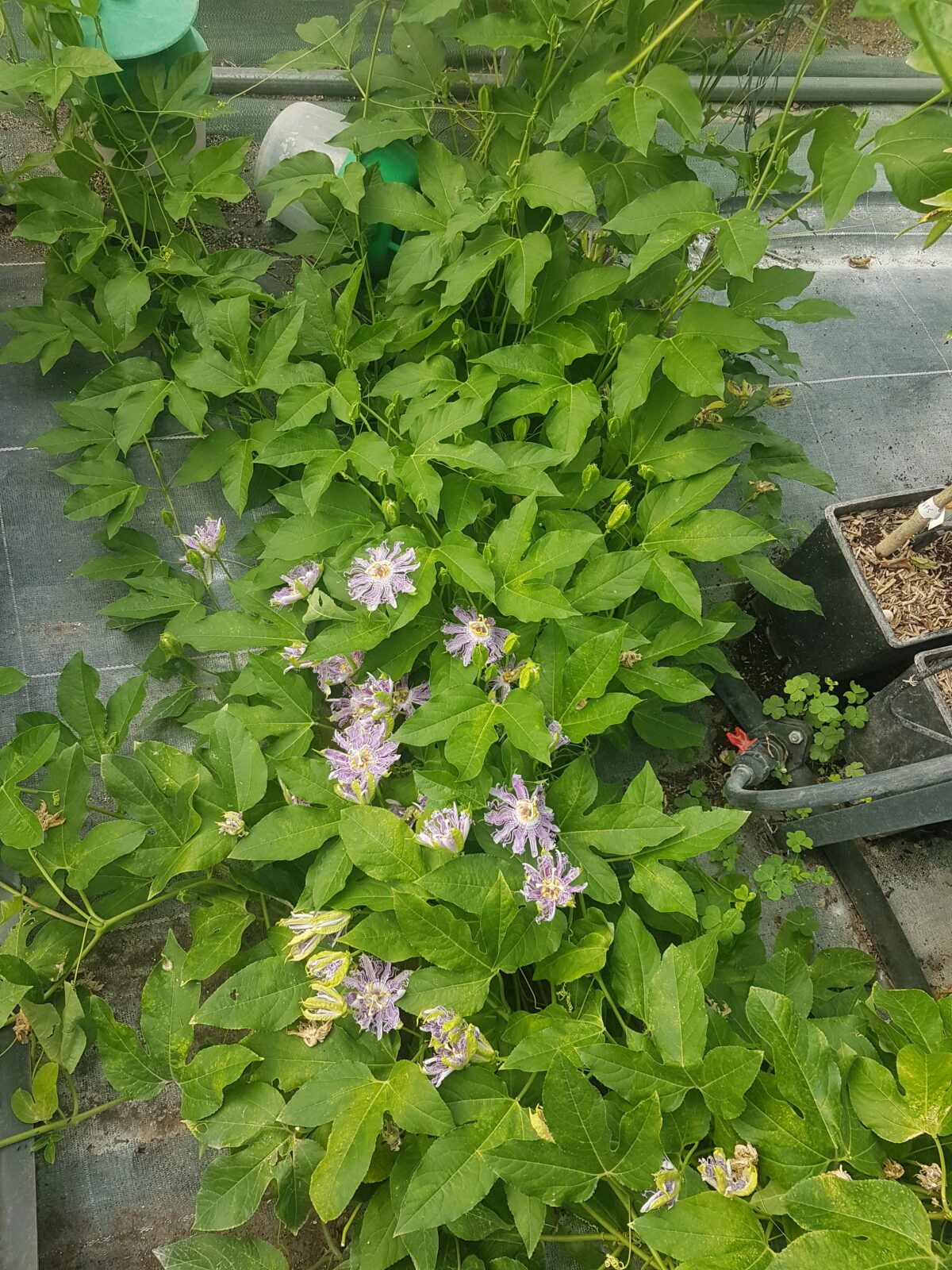 Passiflore officinale (© Pépinière Med)