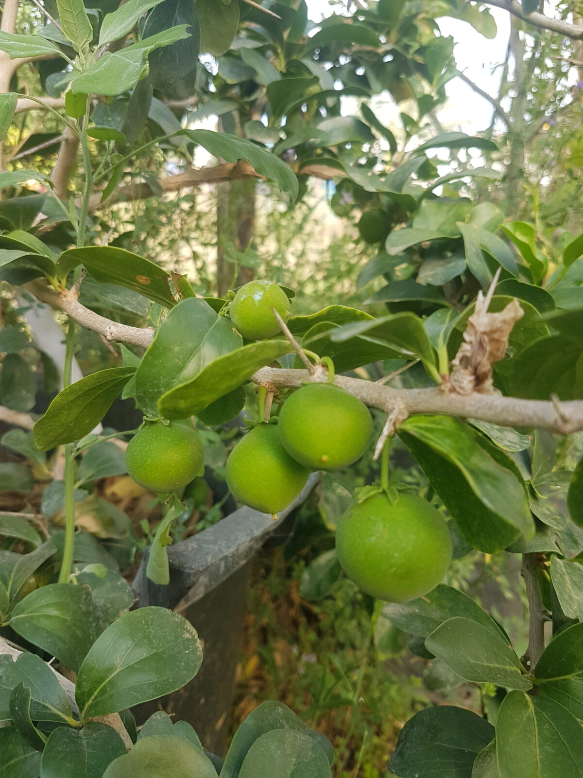 Pommier de kei (© Pépinière Med)