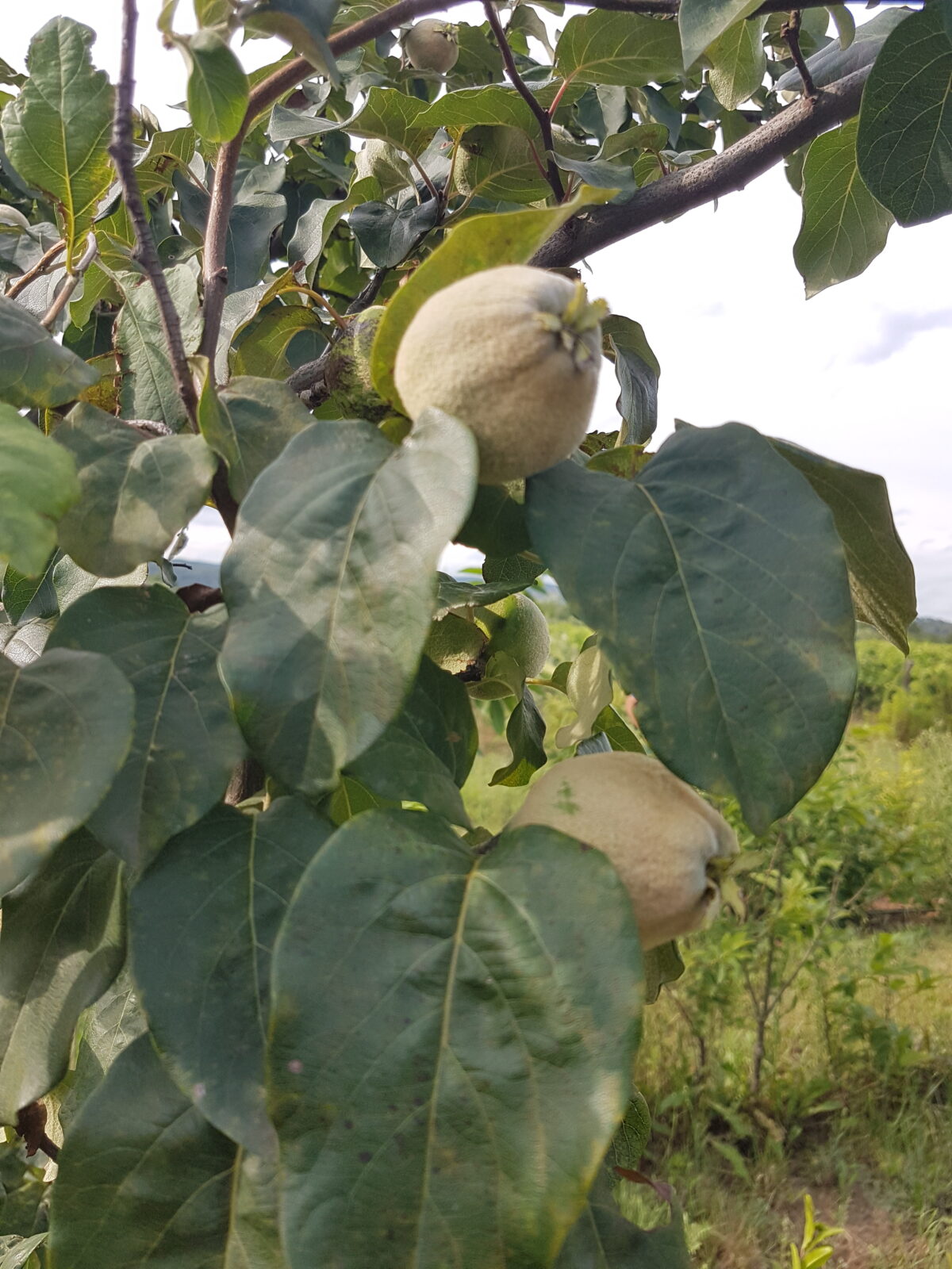 Fruit de cognassier Aromatnaja (© Pépinière Med)
