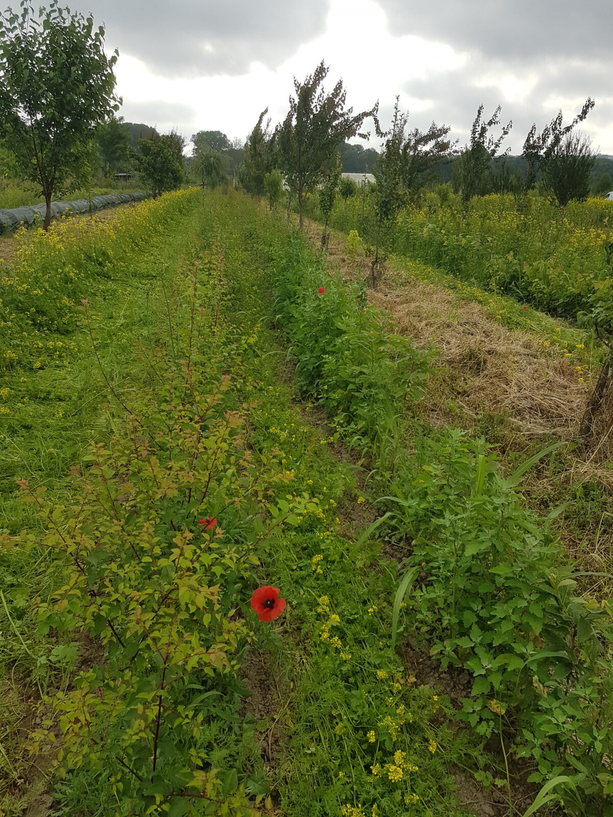 Porte-greffe (myrobolan) au mois de mai. greffable en septembre (© Pépinière Med)