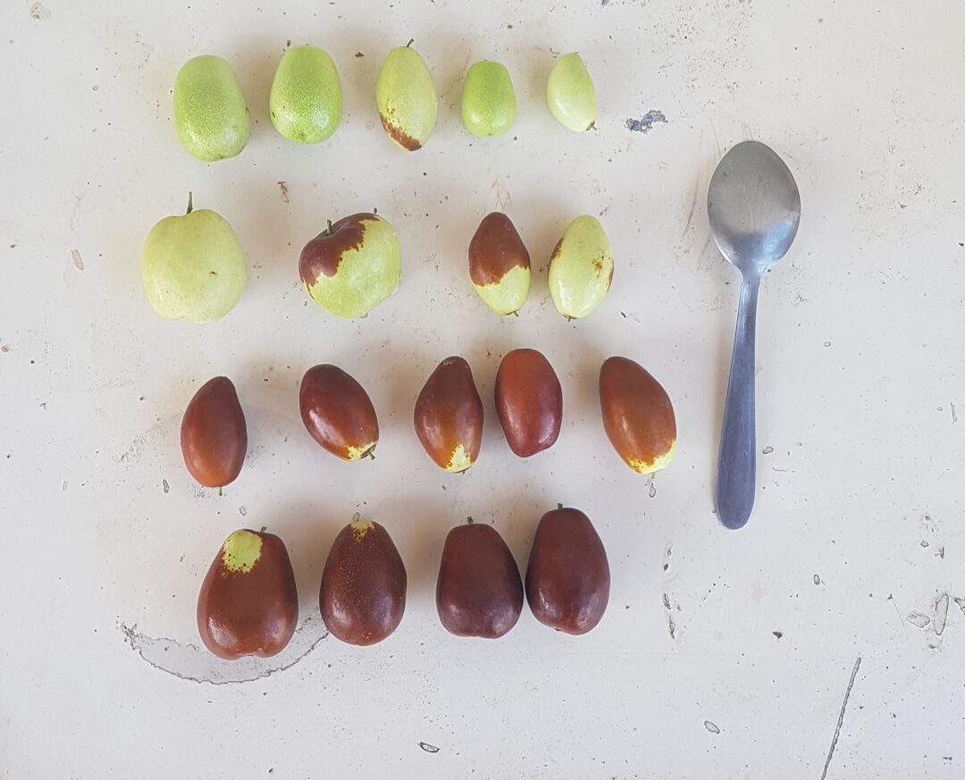 Différentes variétés de jujube récoltées en septembre 2023 (© Pépinière Med)