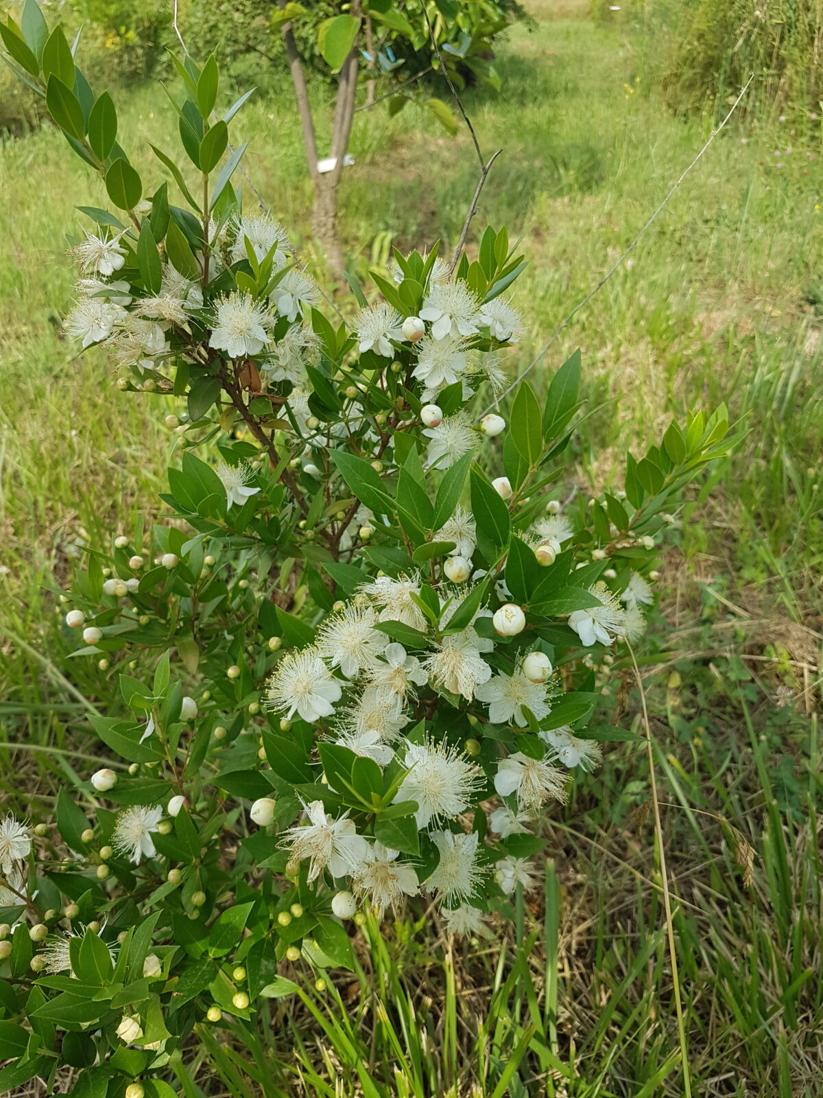 Myrte en fleur (© Pépinière Med)