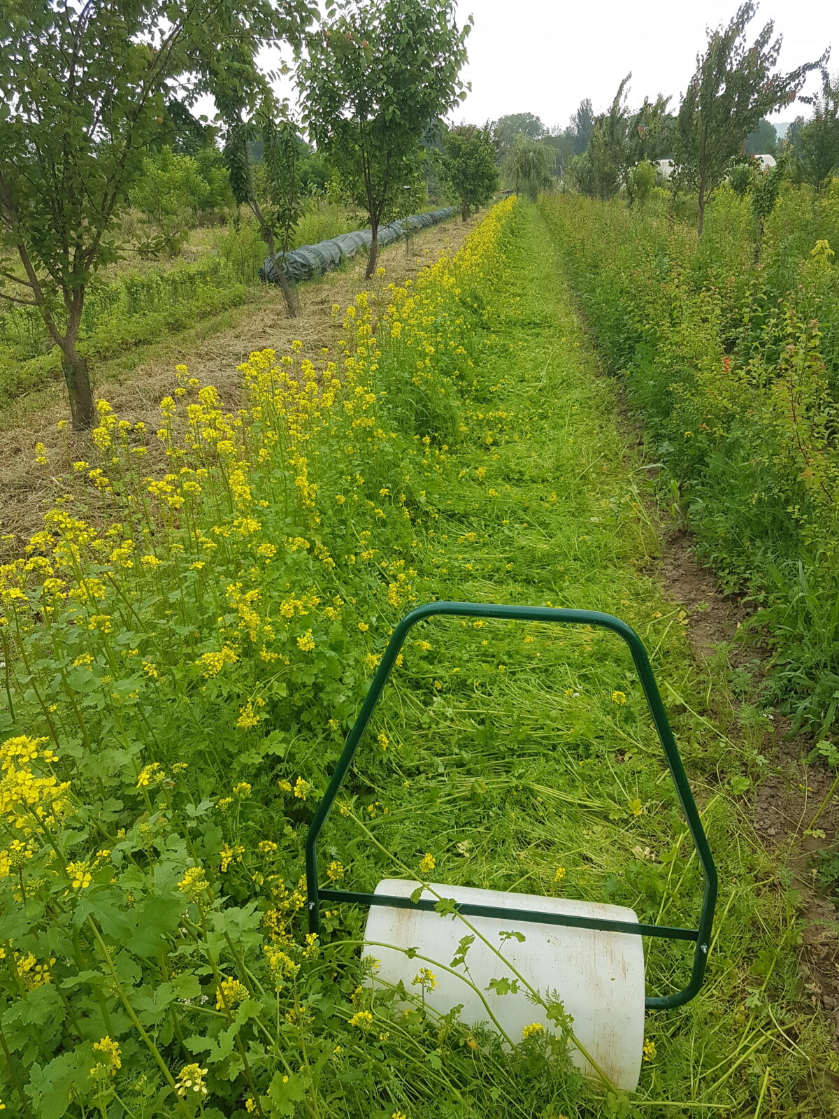 Engrais vert couché à la floraison (© Pépinière Med)