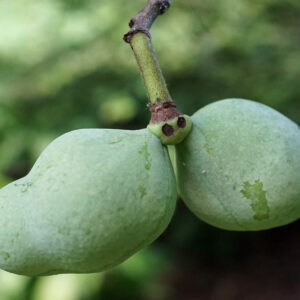 Asiminier maria's joy (Plant Image Library from Boston, USA, CC BY-SA 2.0 , via Wikimedia Commons)