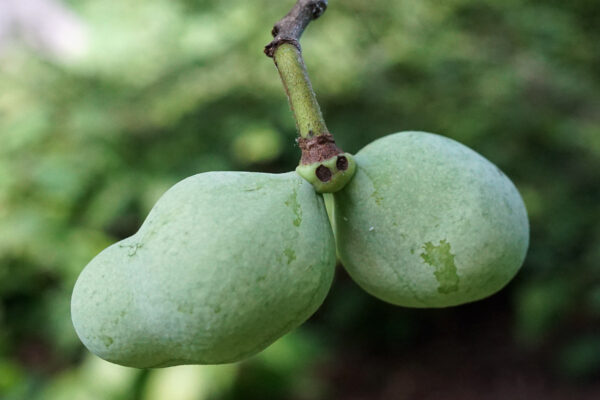 Asiminier maria's joy (Plant Image Library from Boston, USA, CC BY-SA 2.0 , via Wikimedia Commons)