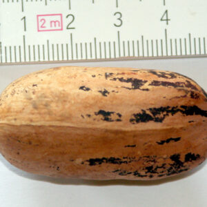pacanier witchita (Robert Heret, Public domain, via Wikimedia Commons)