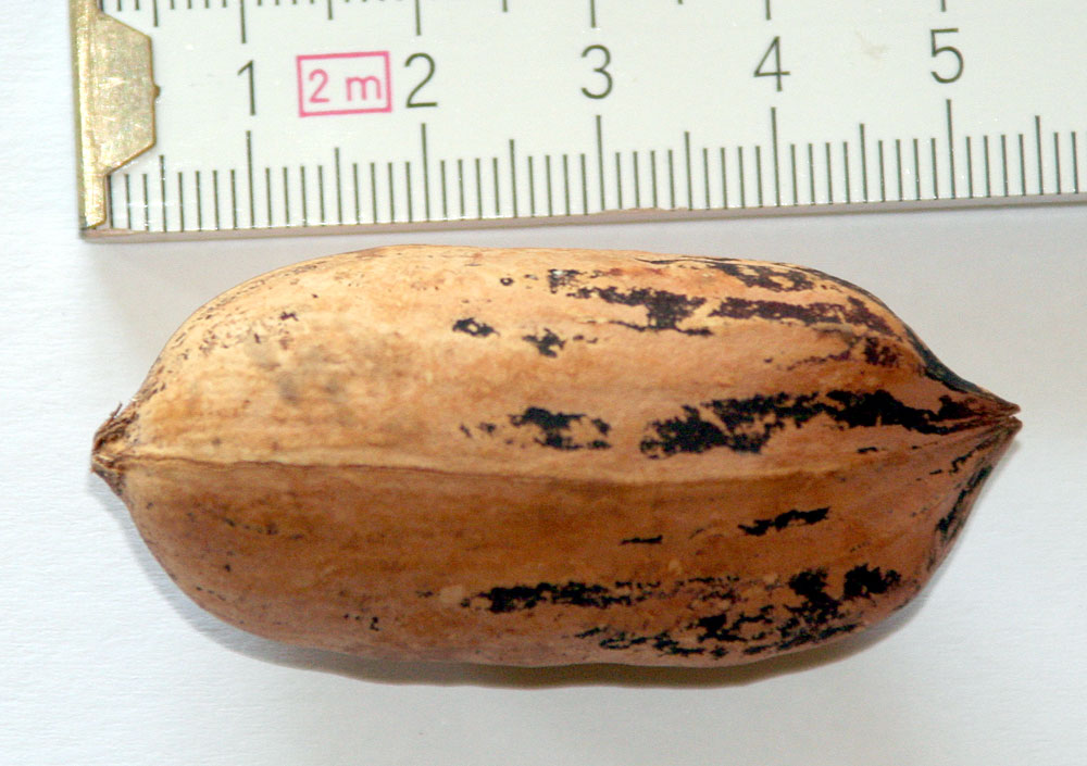 pacanier witchita (Robert Heret, Public domain, via Wikimedia Commons)