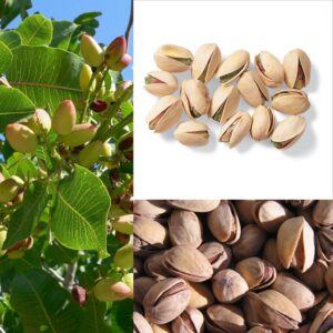pistachier (Agnieszka Kwiecień, Nova, CC BY-SA 3.0 , via Wikimedia Commons)