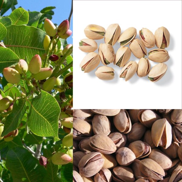 pistachier (Agnieszka Kwiecień, Nova, CC BY-SA 3.0 , via Wikimedia Commons)