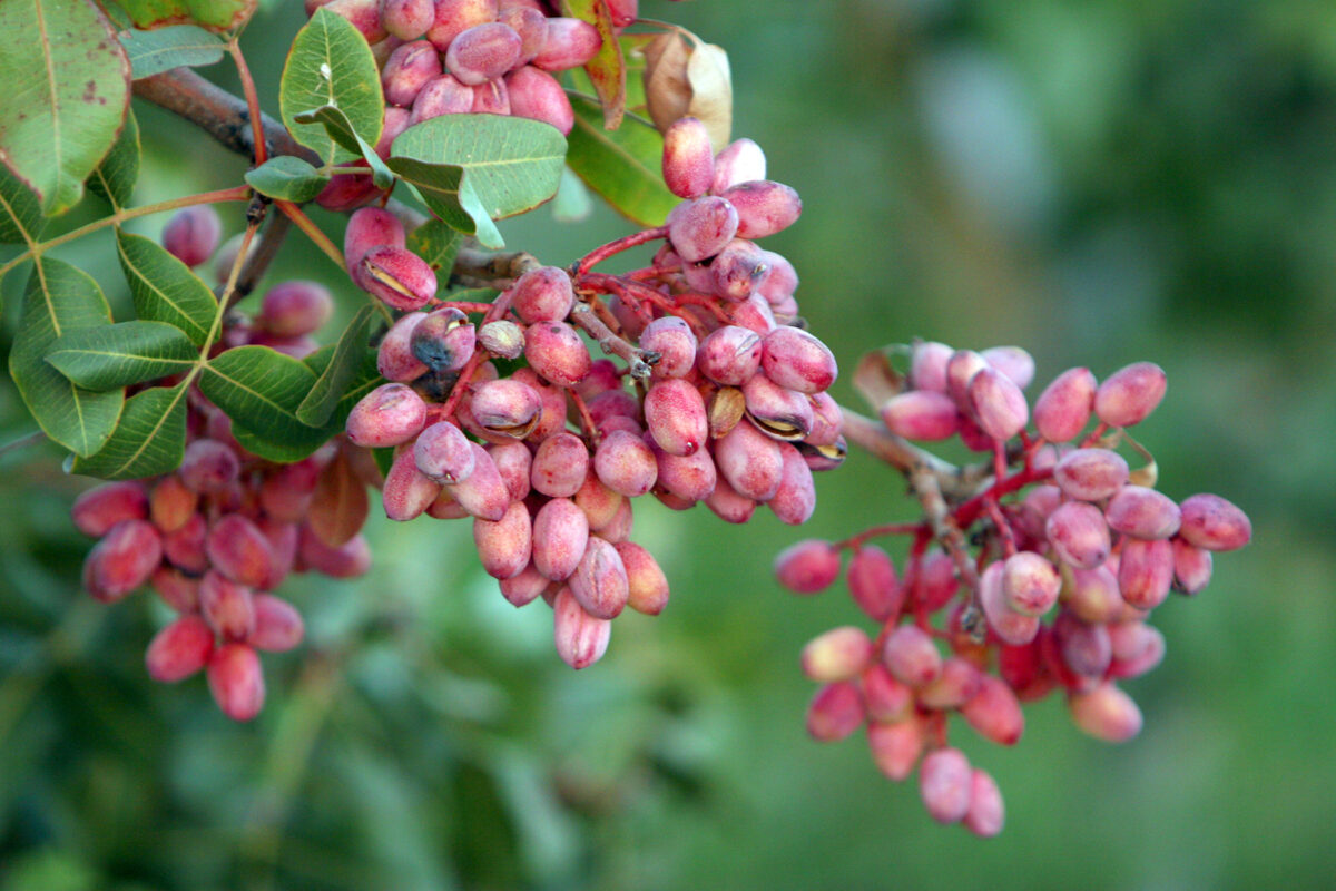 pistachier femelle (Safa.daneshvar, CC BY-SA 3.0 , via Wikimedia Commons)