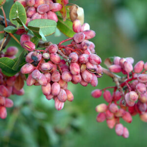 pistachier femelle (Safa.daneshvar, CC BY-SA 3.0 , via Wikimedia Commons)