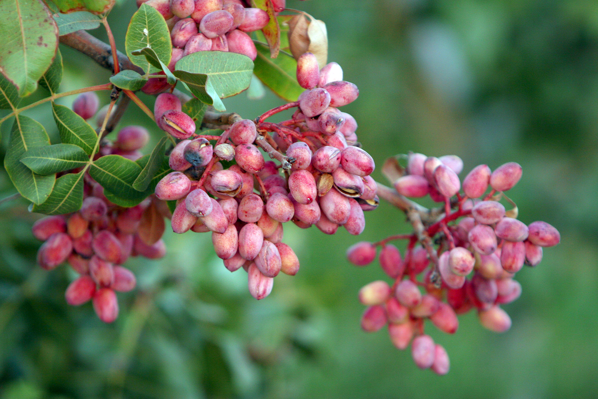 pistachier femelle (Safa.daneshvar, CC BY-SA 3.0 , via Wikimedia Commons)