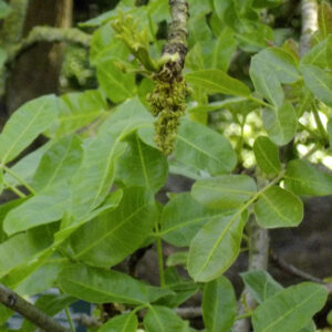 pistachier male (Βερναρδ, CC BY-SA 3.0 , via Wikimedia Commons)
