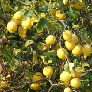 Citrus lemon eureka (Jean-Luc 2005, Public domain, via Wikimedia Commons)