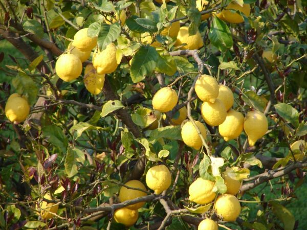 Citrus lemon eureka (Jean-Luc 2005, Public domain, via Wikimedia Commons)