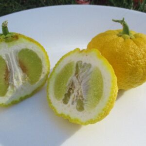 Ichang_papeda (SoCal2warm, CC BY-SA 4.0 , via Wikimedia Commons)