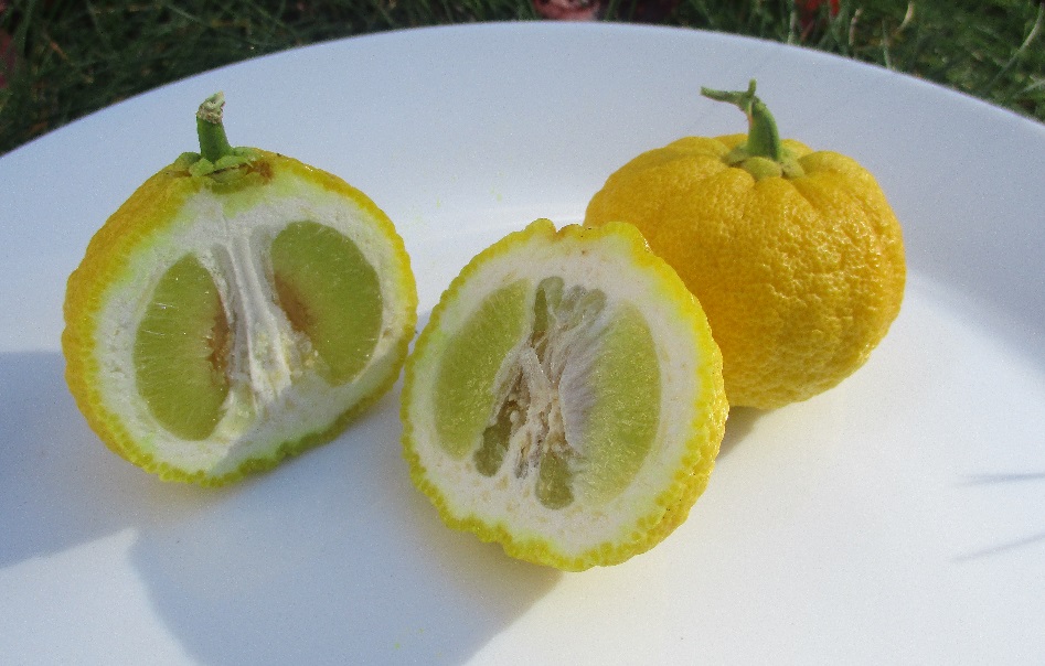 Ichang_papeda (SoCal2warm, CC BY-SA 4.0 , via Wikimedia Commons)