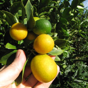 Kumquat Meiwa (Forest & Kim Starr, CC BY 3.0 US , via Wikimedia Commons)