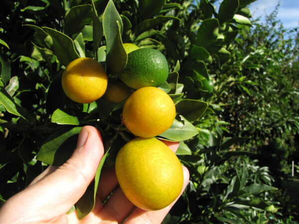 Kumquat Meiwa (Forest & Kim Starr, CC BY 3.0 US , via Wikimedia Commons)