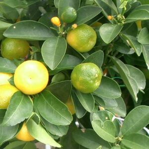 Mandarinier Shekwasha (Miya, CC BY-SA 3.0 , via Wikimedia Commons)