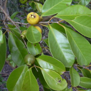 Psidium_cattleianum lucidum (Forest & Kim Starr, CC BY 3.0 , via Wikimedia Commons)