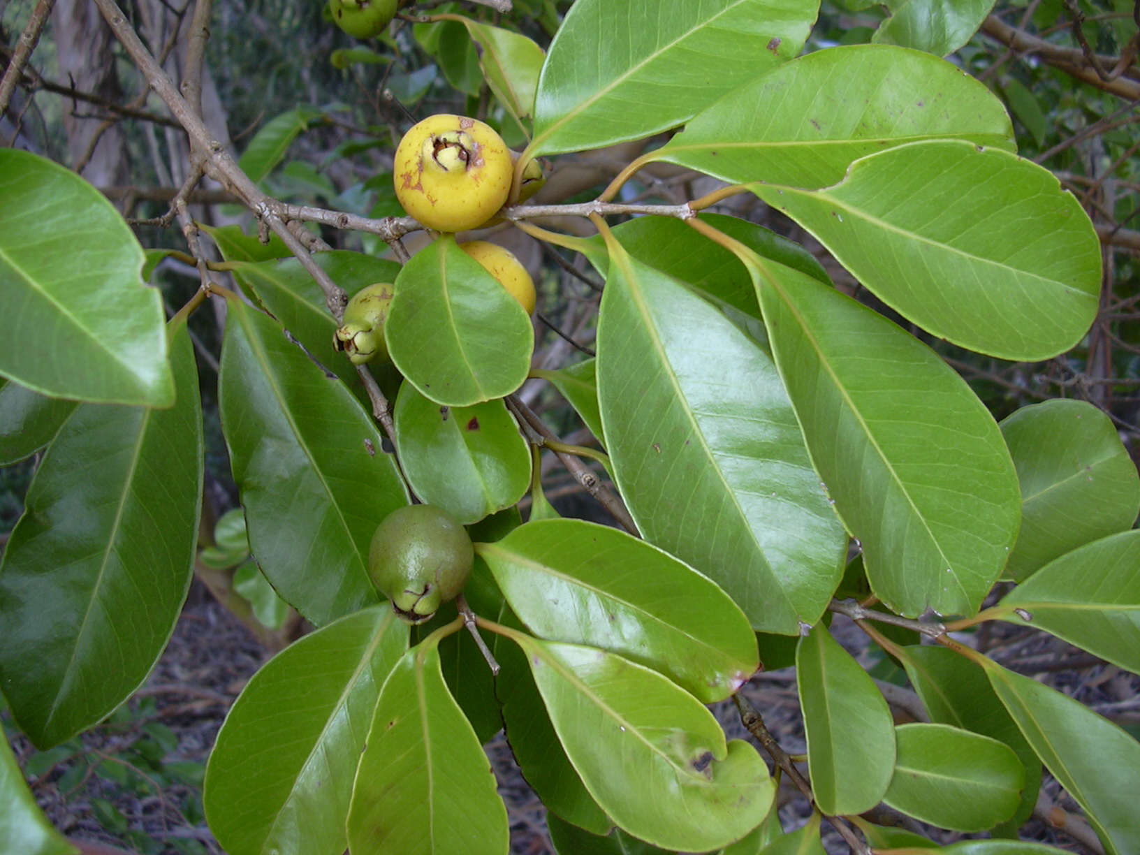 Psidium_cattleianum lucidum (Forest & Kim Starr, CC BY 3.0 , via Wikimedia Commons)