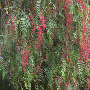 Schinus molle branche(Georges Jansoone, CC BY-SA 3.0 , via Wikimedia Commons)