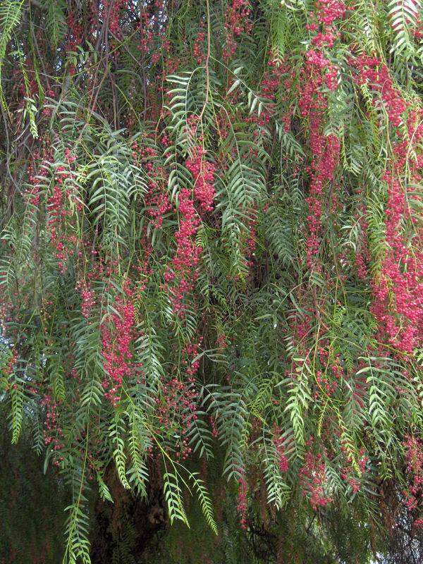 Schinus molle branche(Georges Jansoone, CC BY-SA 3.0 , via Wikimedia Commons)