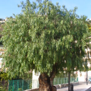 Shinus molle arbre (Parisette, CC BY-SA 3.0 , via Wikimedia Commons)
