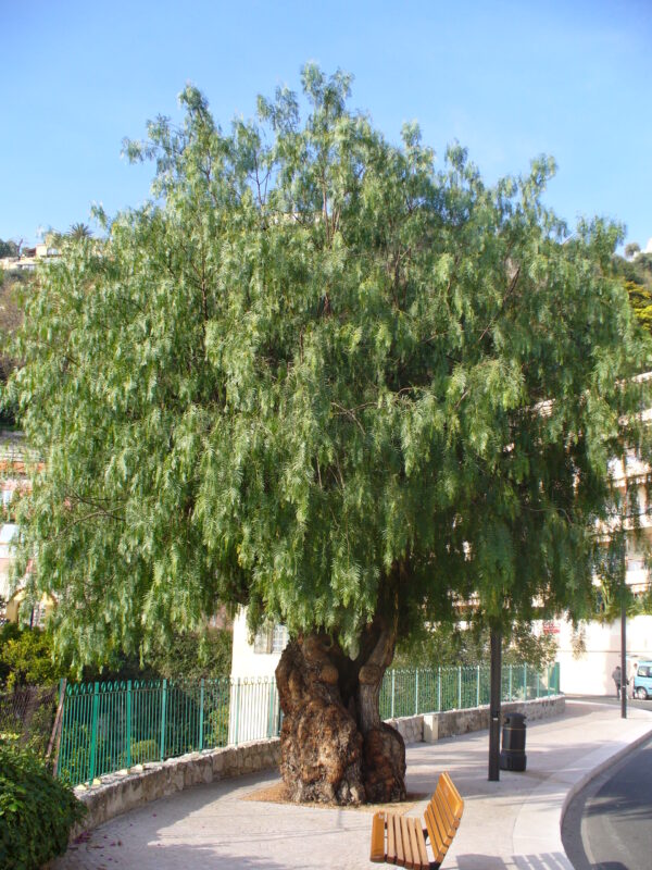 Shinus molle arbre (Parisette, CC BY-SA 3.0 , via Wikimedia Commons)