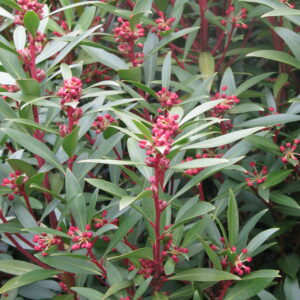 Tasmannia lanceolata (peganum from Henfield, England, CC BY-SA 2.0 , via Wikimedia Commons)