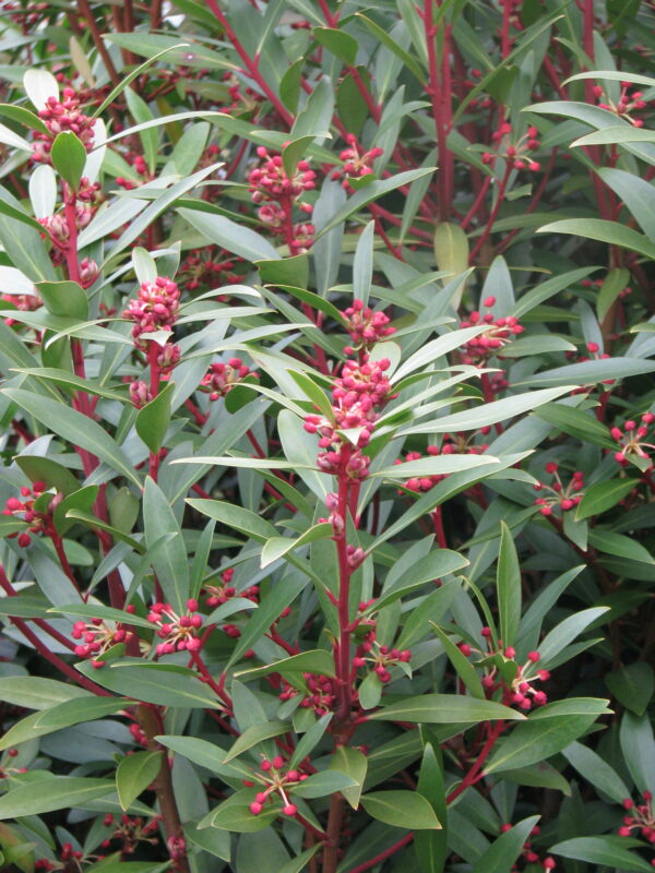 Tasmannia lanceolata (peganum from Henfield, England, CC BY-SA 2.0 , via Wikimedia Commons)