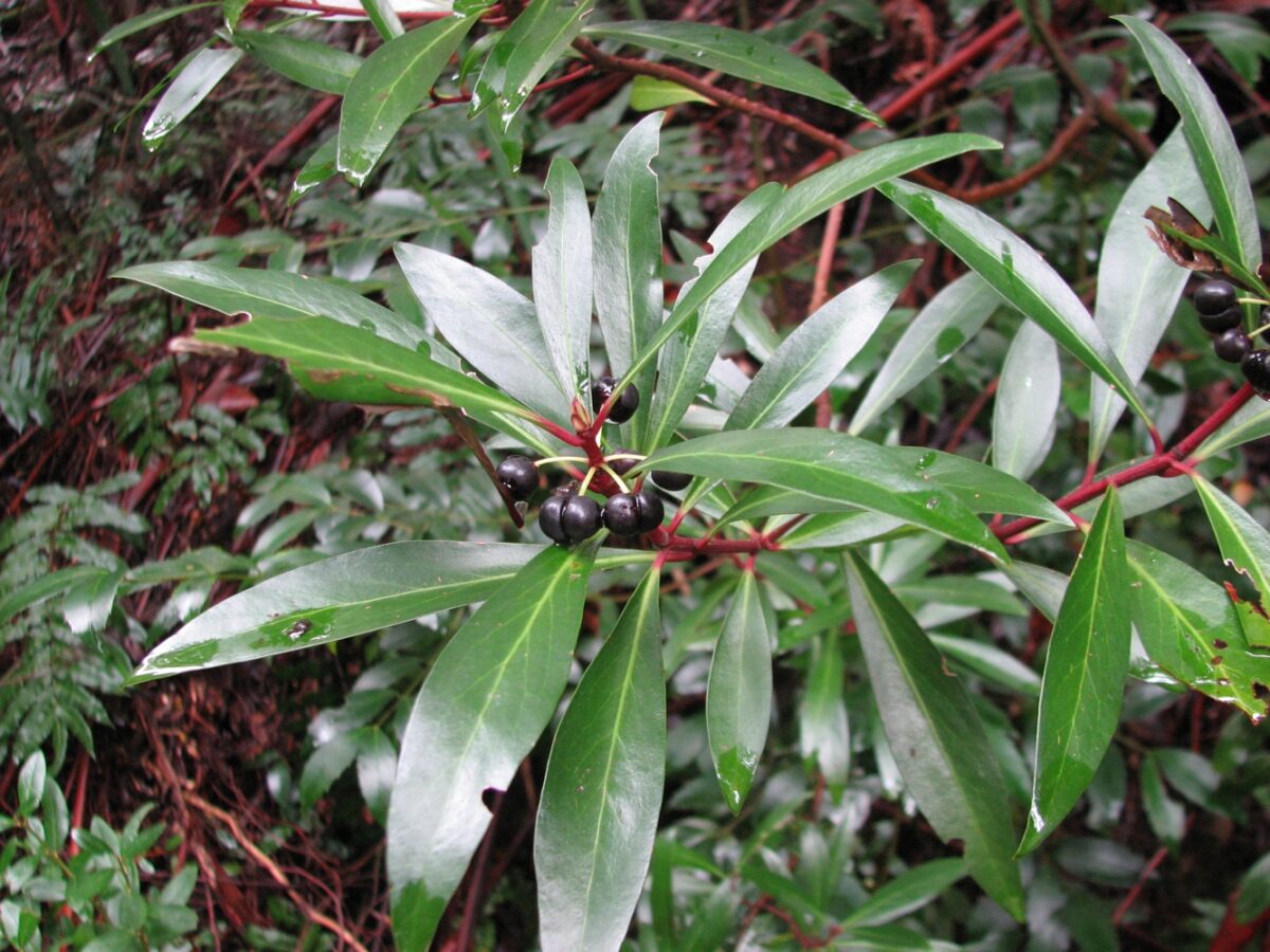 Tasmannialanceolata spice (Melburnian, CC BY 3.0 , via Wikimedia Commons)