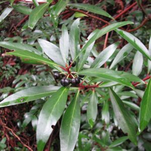 Tasmannialanceolata spice (Melburnian, CC BY 3.0 , via Wikimedia Commons)