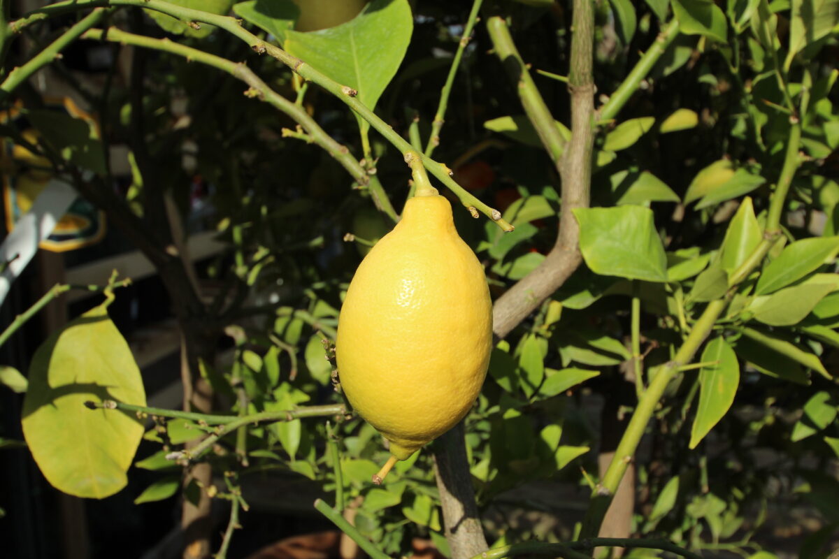 citrus limon lunario (Lionel Allorge, CC BY-SA 3.0 , via Wikimedia Commons)