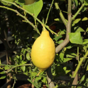 citrus limon lunario (Lionel Allorge, CC BY-SA 3.0 , via Wikimedia Commons)
