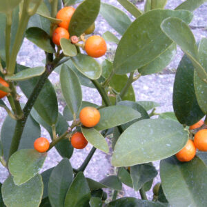 kumquat hindsii (Bernhard Voß, Public domain, via Wikimedia Commons)