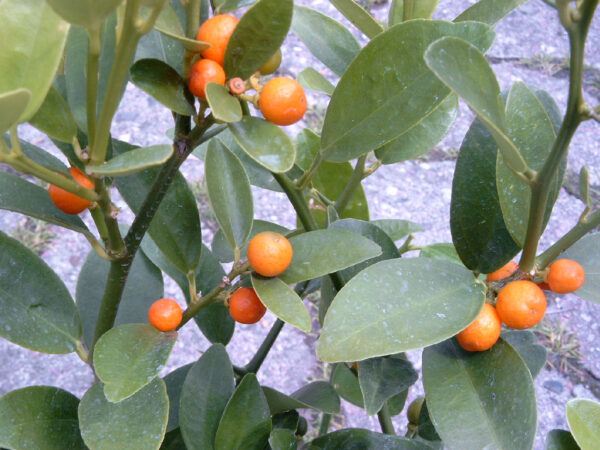 kumquat hindsii (Bernhard Voß, Public domain, via Wikimedia Commons)