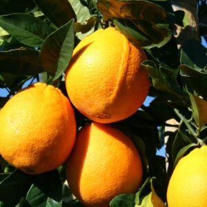 orange navelina (Jpbrigand, CC0, via Wikimedia Commons)