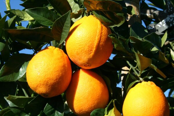 orange navelina (Jpbrigand, CC0, via Wikimedia Commons)