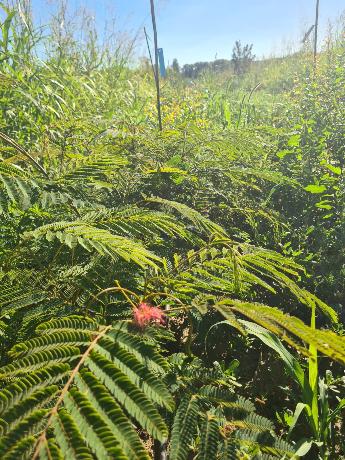 albizia (© Pépinière Med)